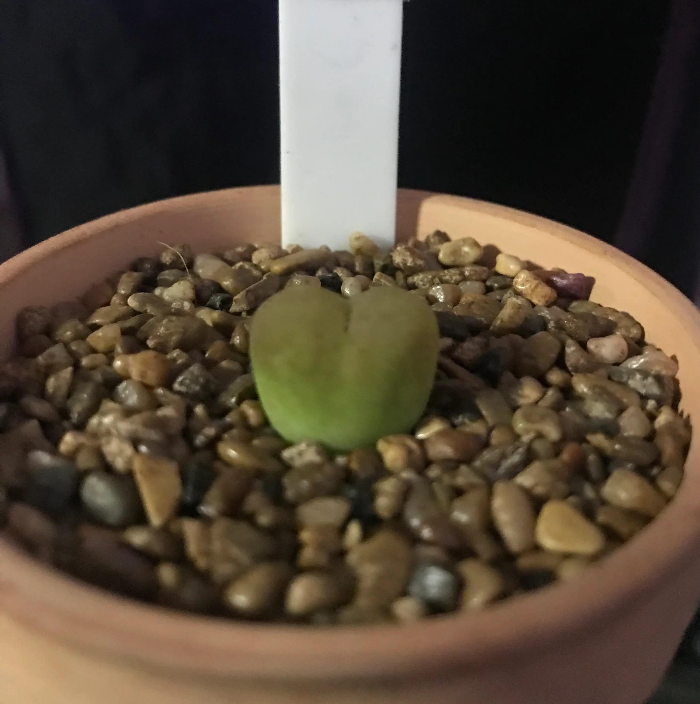 Photo of the plant species Conophytum Maughanii by @PlantAddicted named C. Maughanii 1801.1 (flat apricot) on Greg, the plant care app