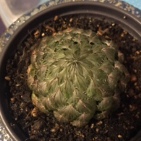 Photo of the plant species Emerald Cloud Haworthia by @PlantAddicted named Haworthia Emerald cloud on Greg, the plant care app