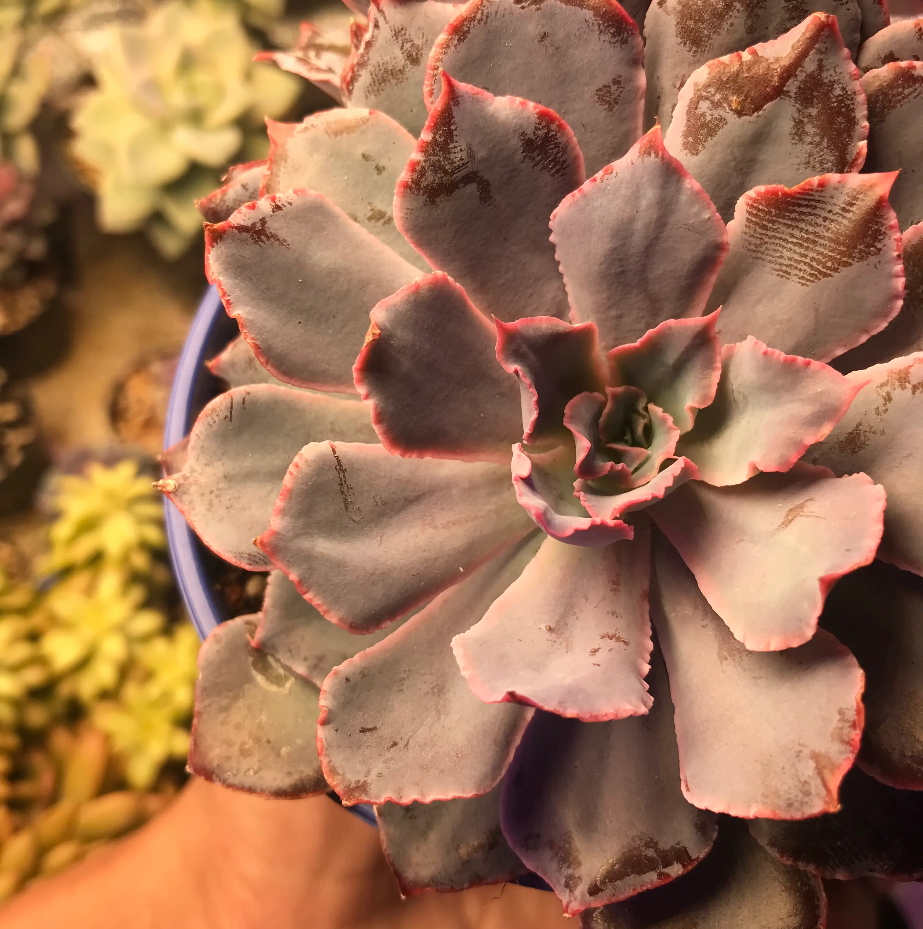 Echeveria 'Neon Breakers' succulent with pink edges, visible browning and black spots.