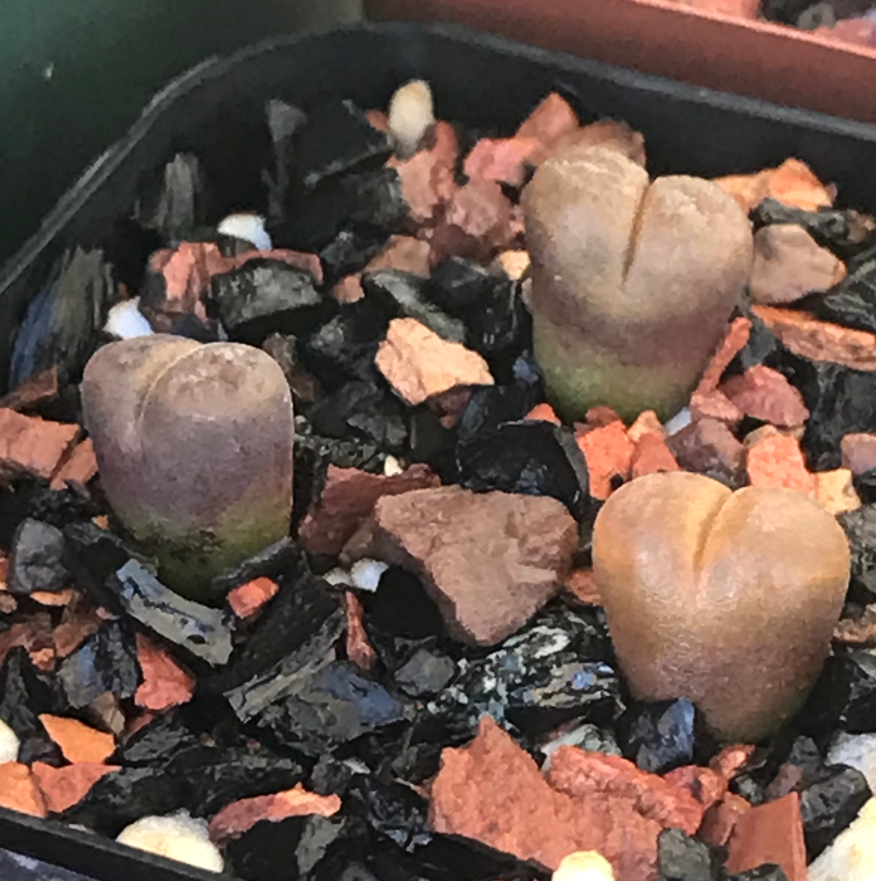 Photo of the plant species Conophytum verrucosum by @PlantAddicted named Conophytum Verrucosum on Greg, the plant care app