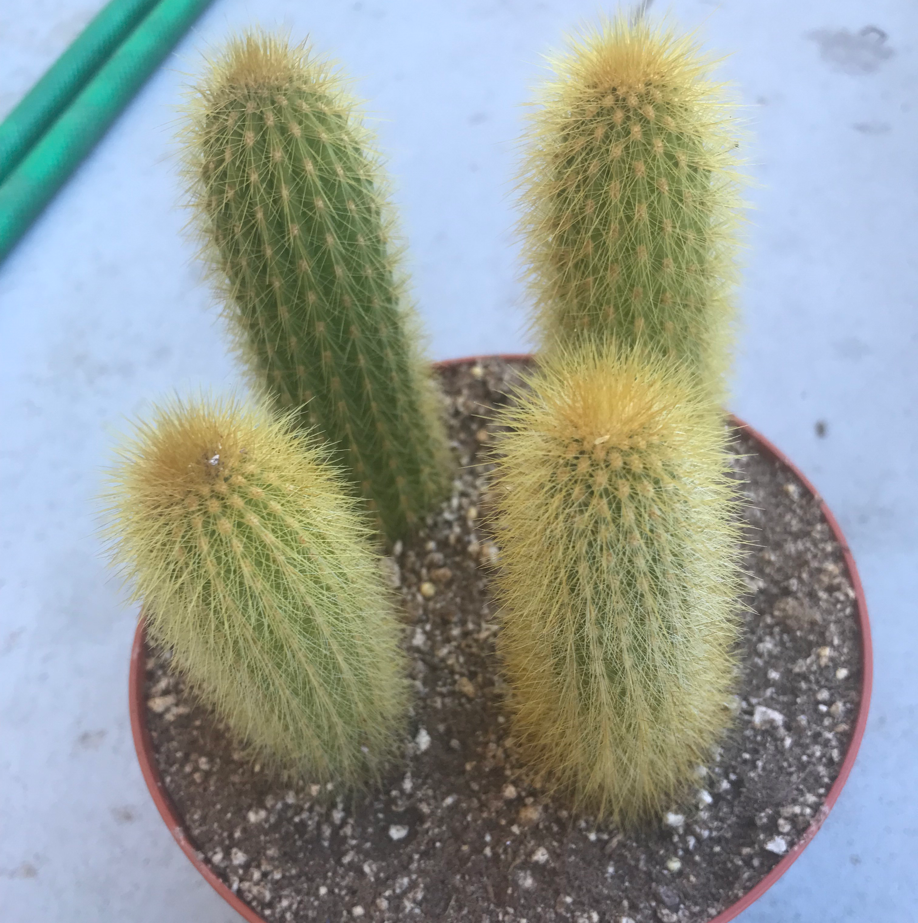 Potted Golden Rat Tail cactus with four stems, healthy and well-framed.