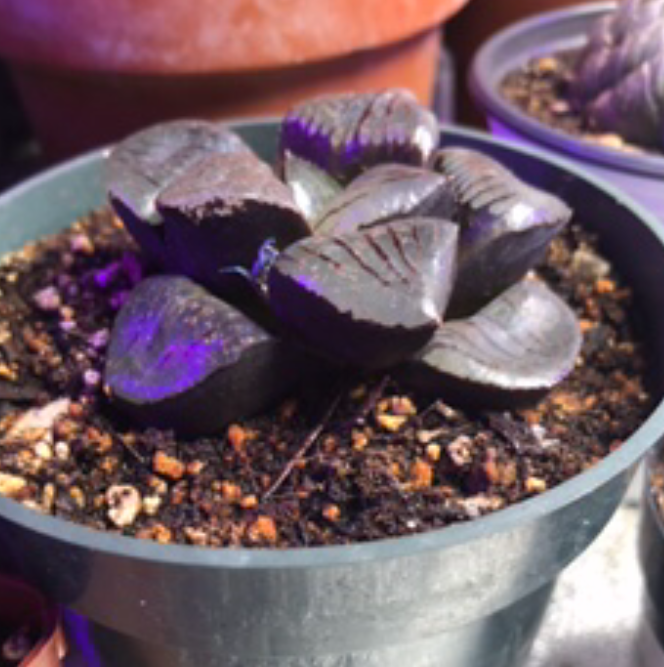 Photo of the plant species living jewel by @PlantAddicted named H. Shikinjyo on Greg, the plant care app