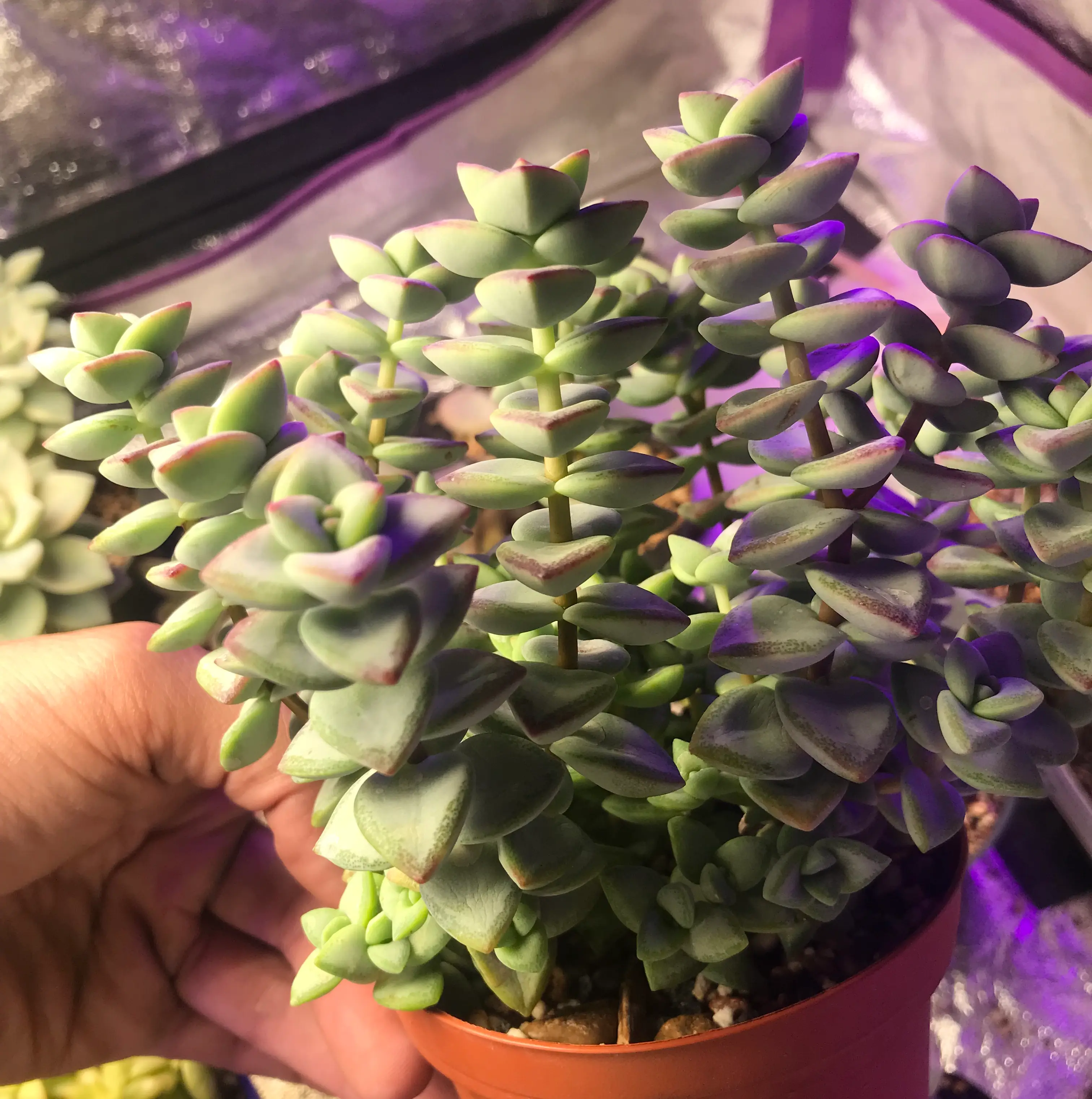 Healthy 'Tom Thumb' succulent plant with thick, fleshy leaves in a pot, held by a hand.