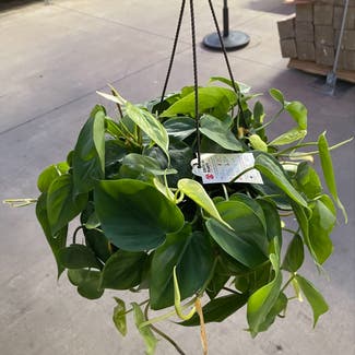 Heartleaf Philodendron plant in Oceanside, California