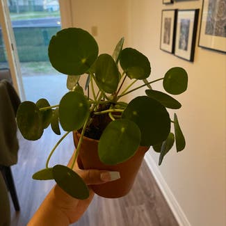 Chinese Money Plant plant in Oceanside, California