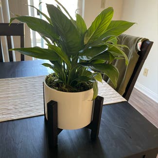 Peace Lily plant in Oceanside, California