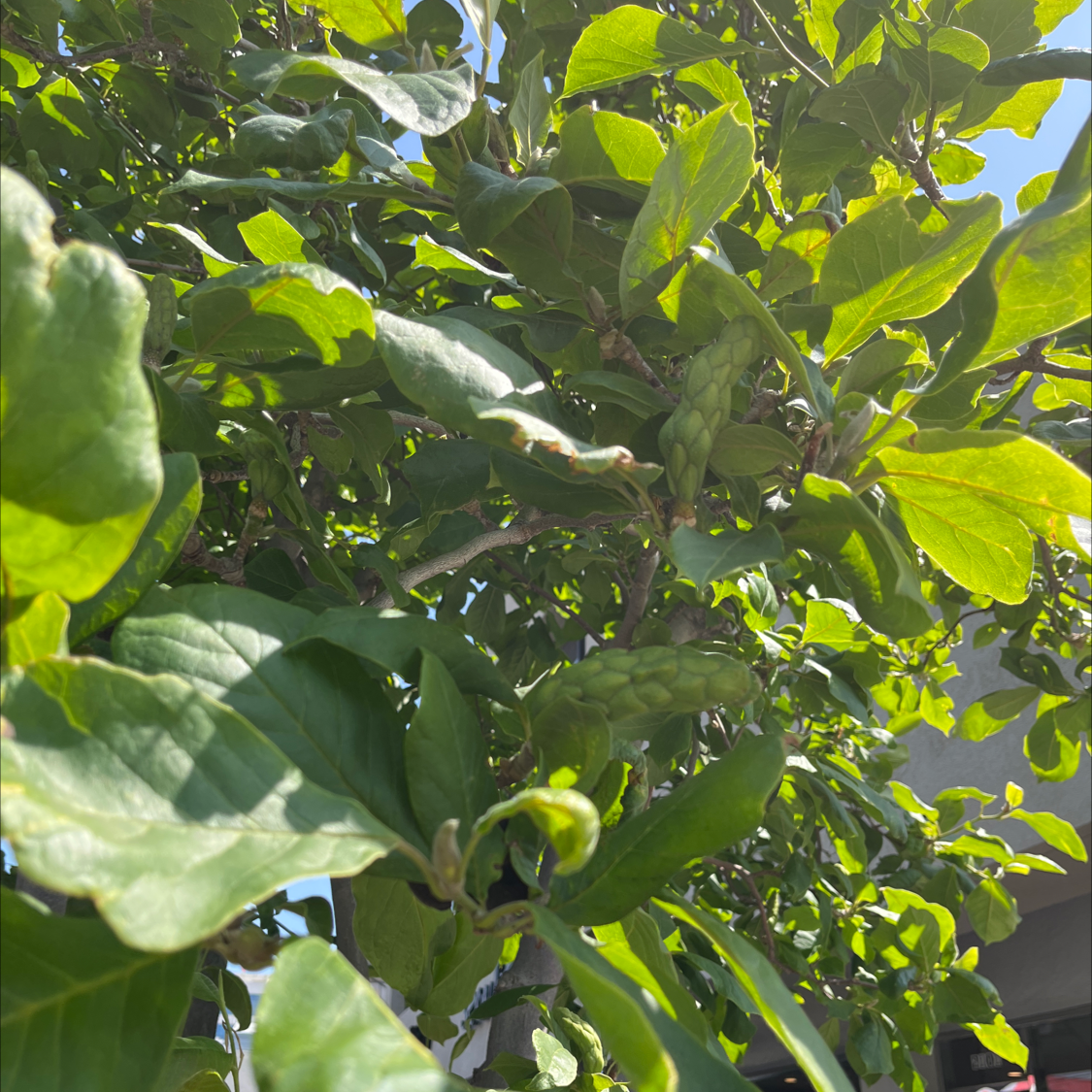 Plant care for Ashy Silktassel on Greg, the plant care app