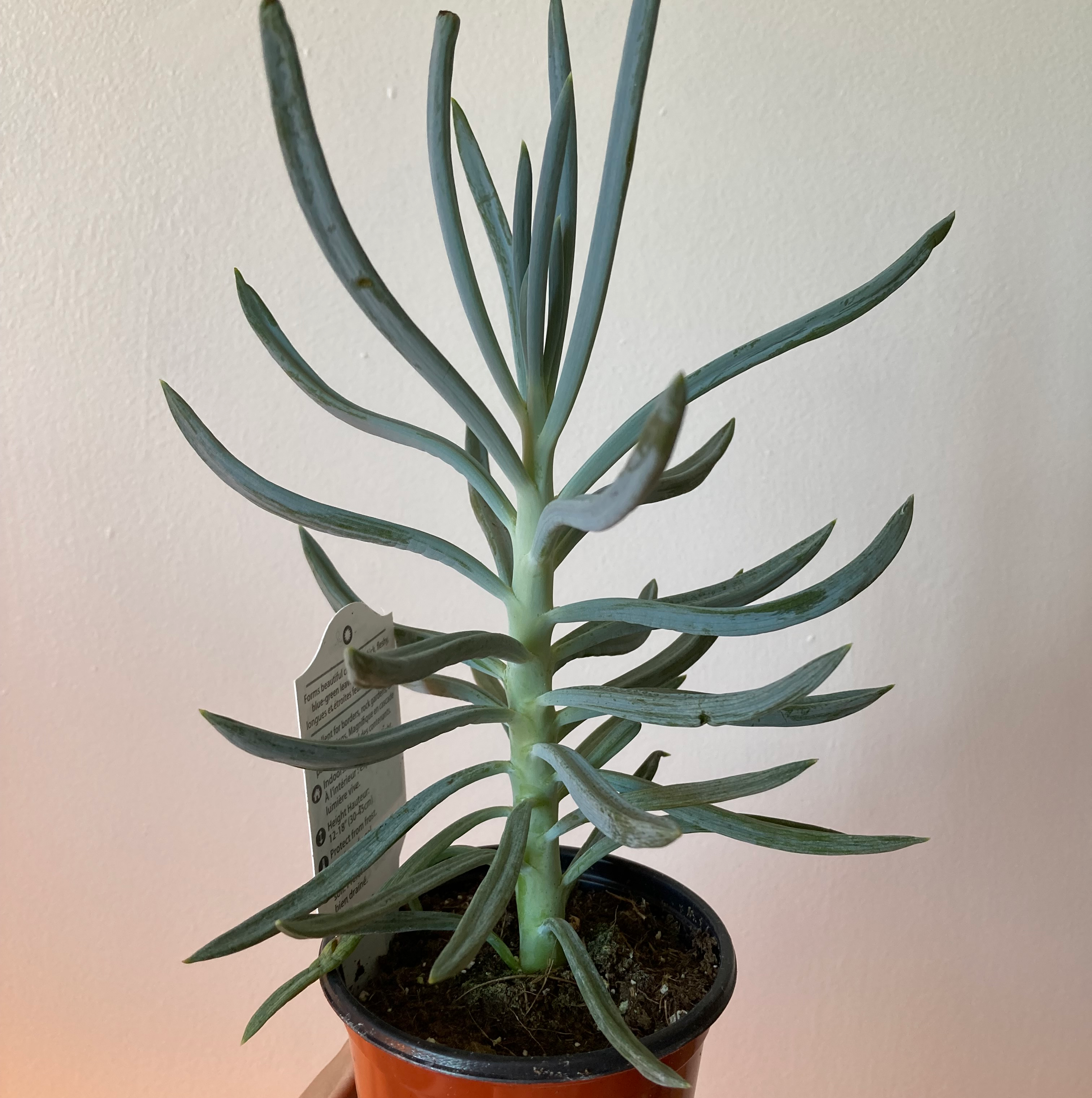 Photo of the plant species Narrow-Leaf Chalk Sticks by @sleemo named Senecio on Greg, the plant care app