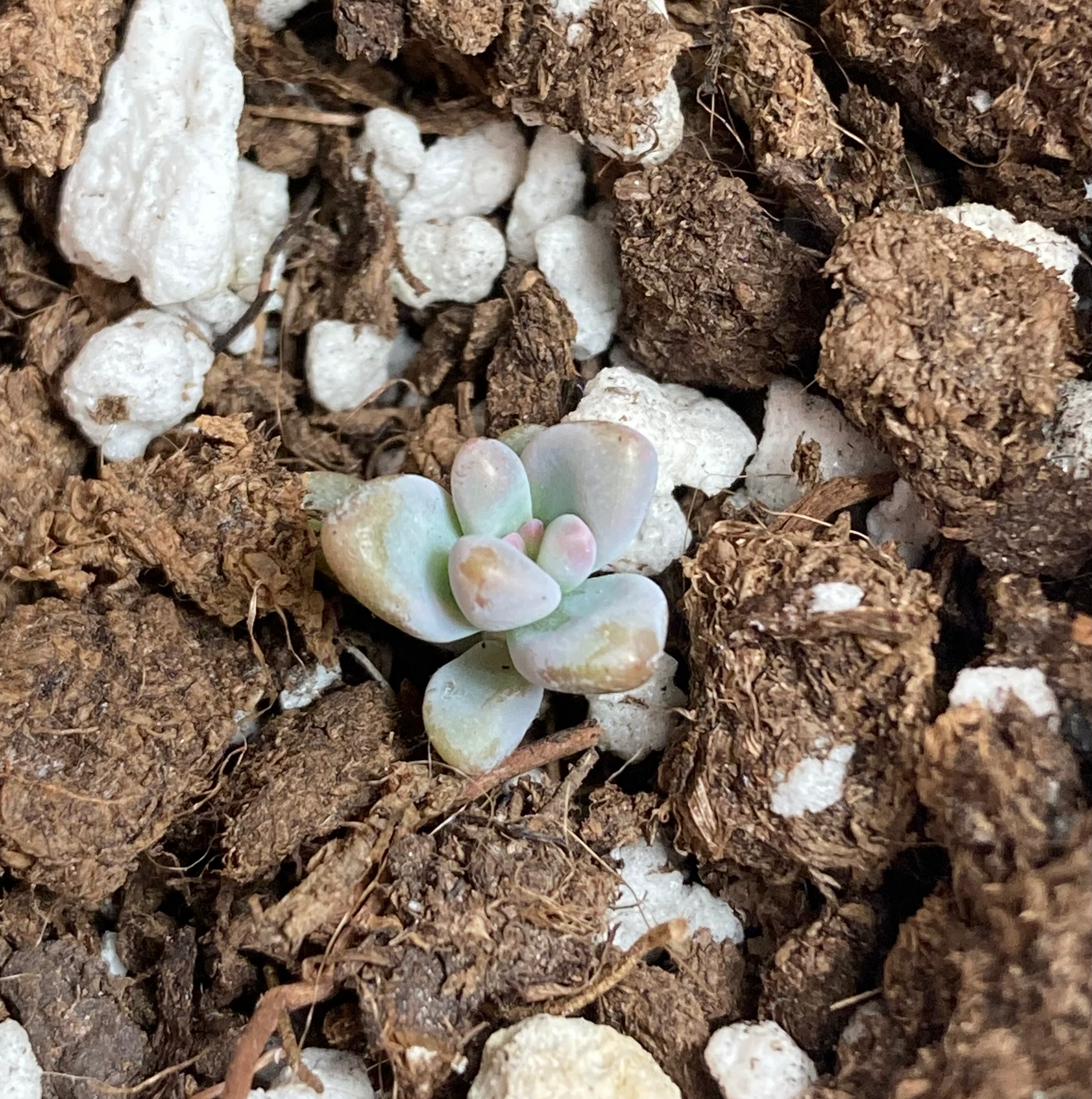 Small Graptosedum 'Darley Sunshine' succulent surrounded by soil and perlite.