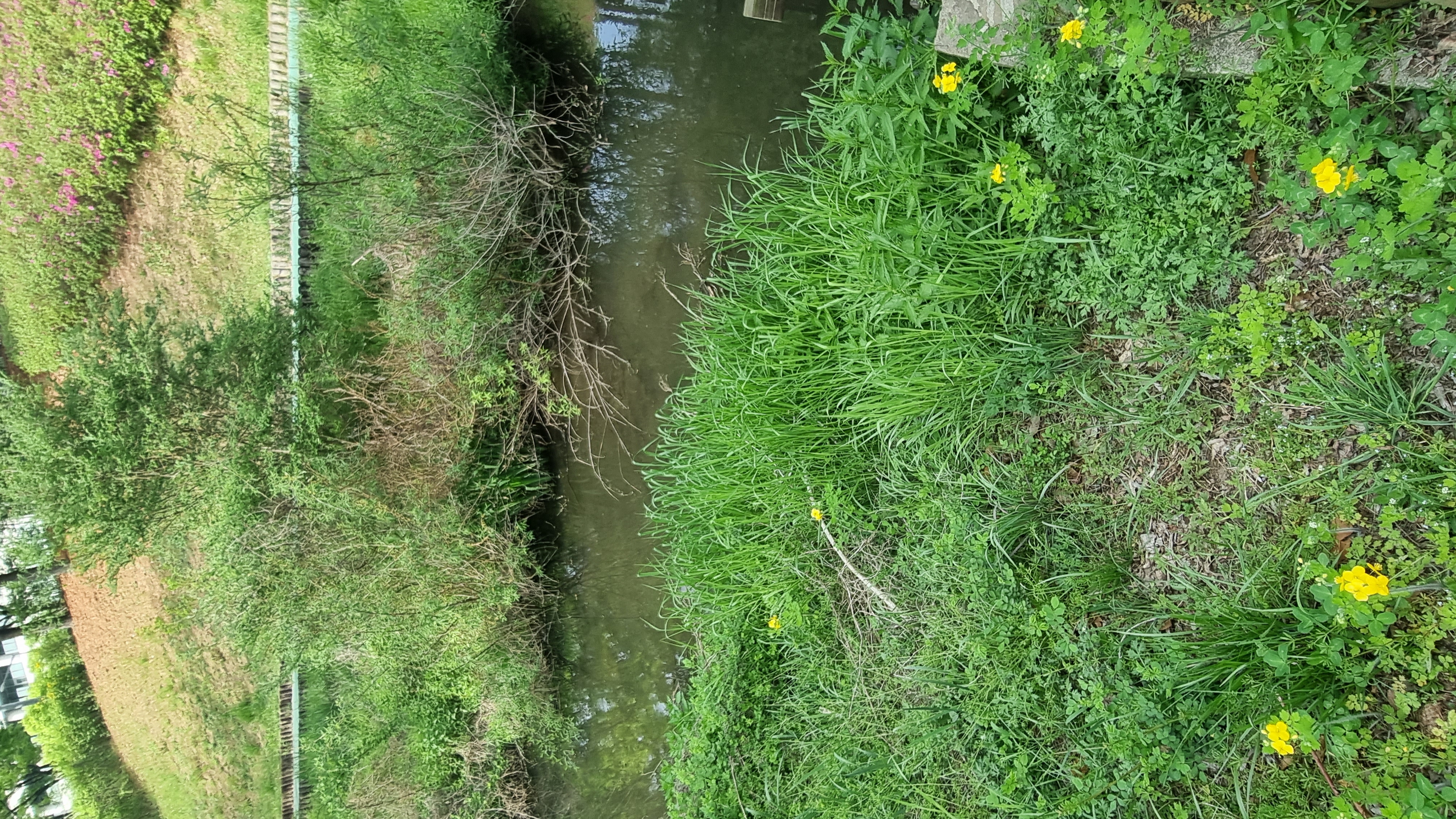 Plant care for Asian Cliff Fern on Greg, the plant care app