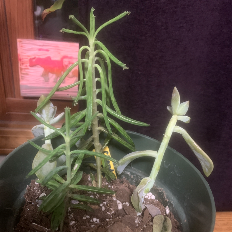 Photo of the plant species Chandelier Plant by @Sydknee named Lil Fam on Greg, the plant care app