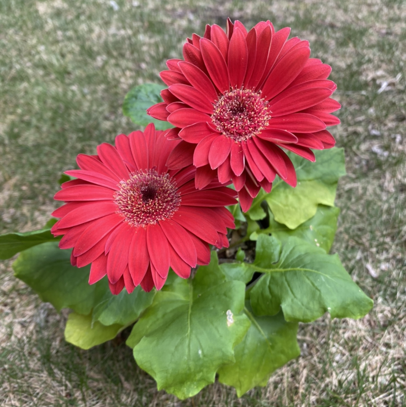 Gerbera plant with two red flowers and some yellowing leaves.