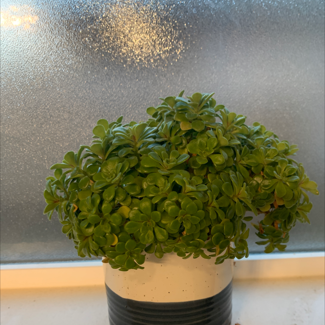 Healthy Two-Row Stonecrop plant in a pot on a windowsill.