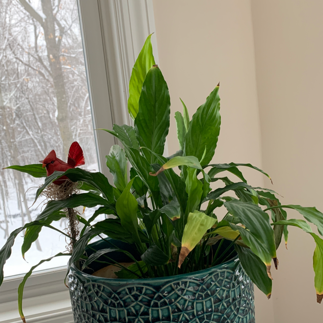 Peace Lily plant photo by @tmk3 named Edwina P. on Greg, the plant care app.
