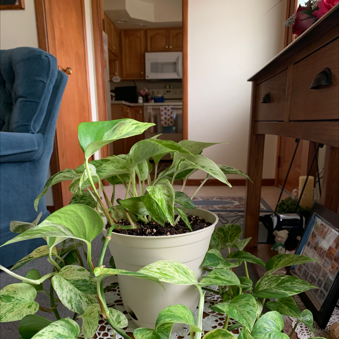 Taro Vine plant photo by @tmk3 named Luna on Greg, the plant care app.