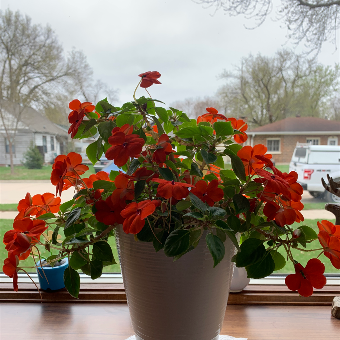 Buzzy Lizzy plant photo by @tmk3 named Toni on Greg, the plant care app.