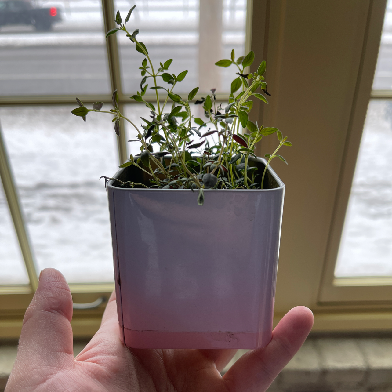 A hand holding a small blue pot containing a healthy young common thyme plant, Thymus vulgaris, with small green leaves growing densely on thin stems.