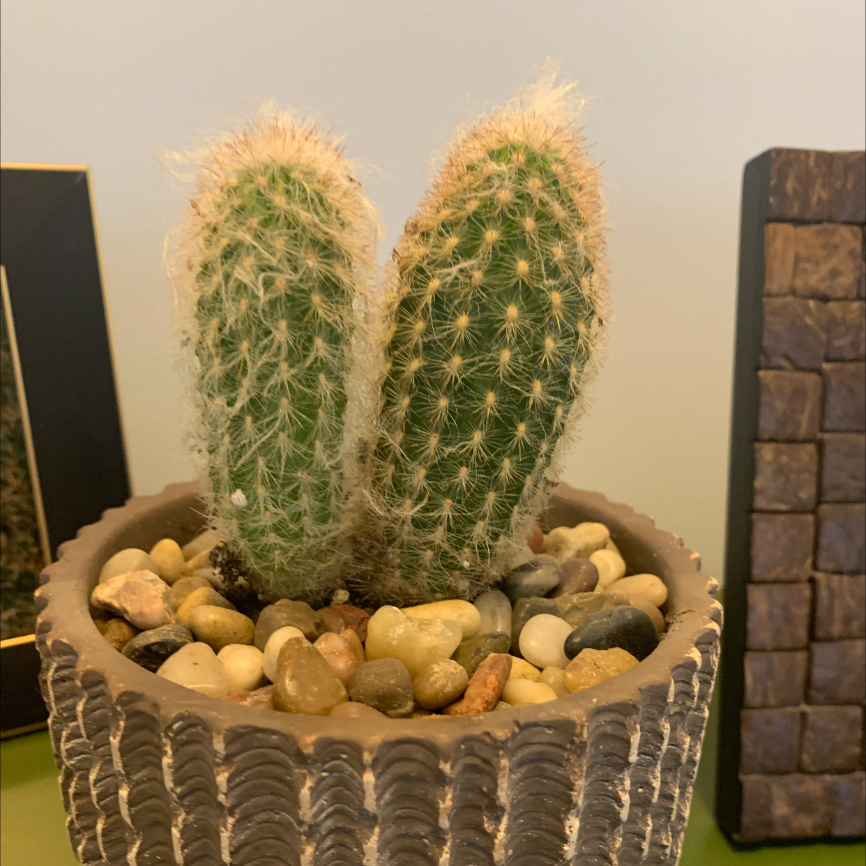 Two healthy lace hedgehog cacti with dense golden spines planted together in a decorative bowl with small stones.