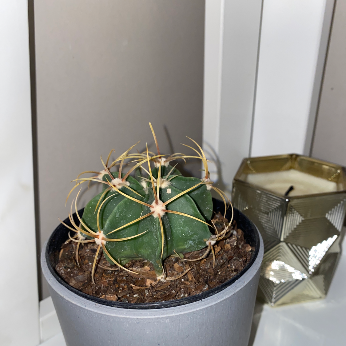 Devil's Pincushion cactus in a pot with visible soil, placed indoors next to a candle.
