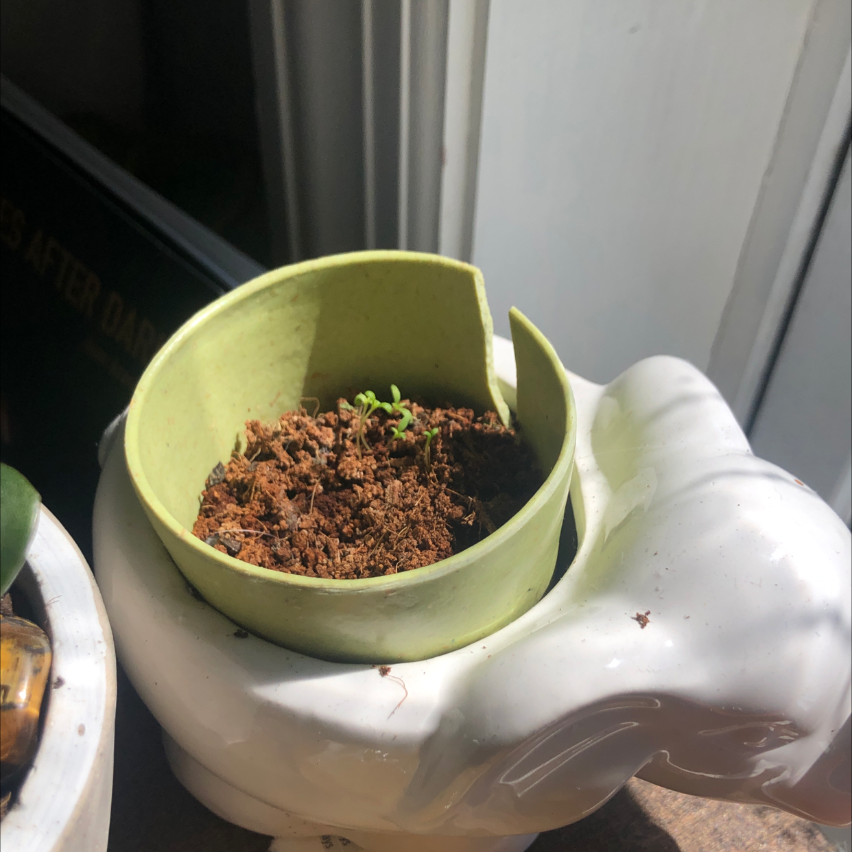 Young German Chamomile seedling in a broken green pot on a white elephant-shaped holder.