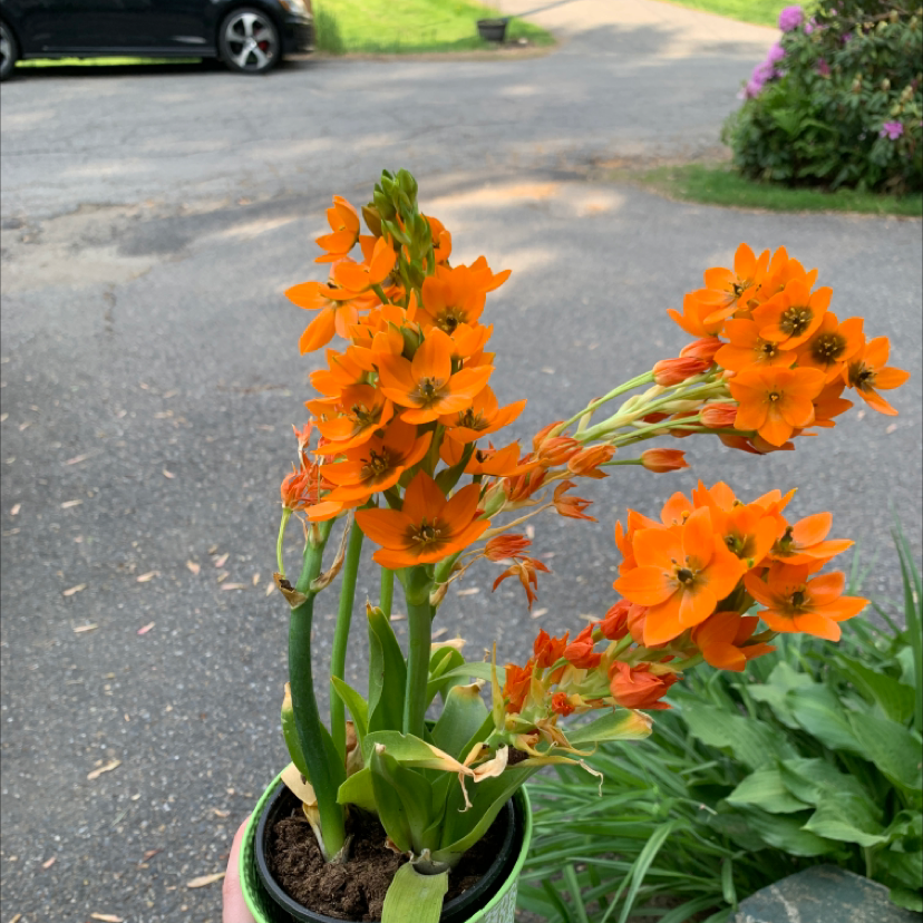 Potted Sun Star plant with vibrant orange flowers, healthy appearance.