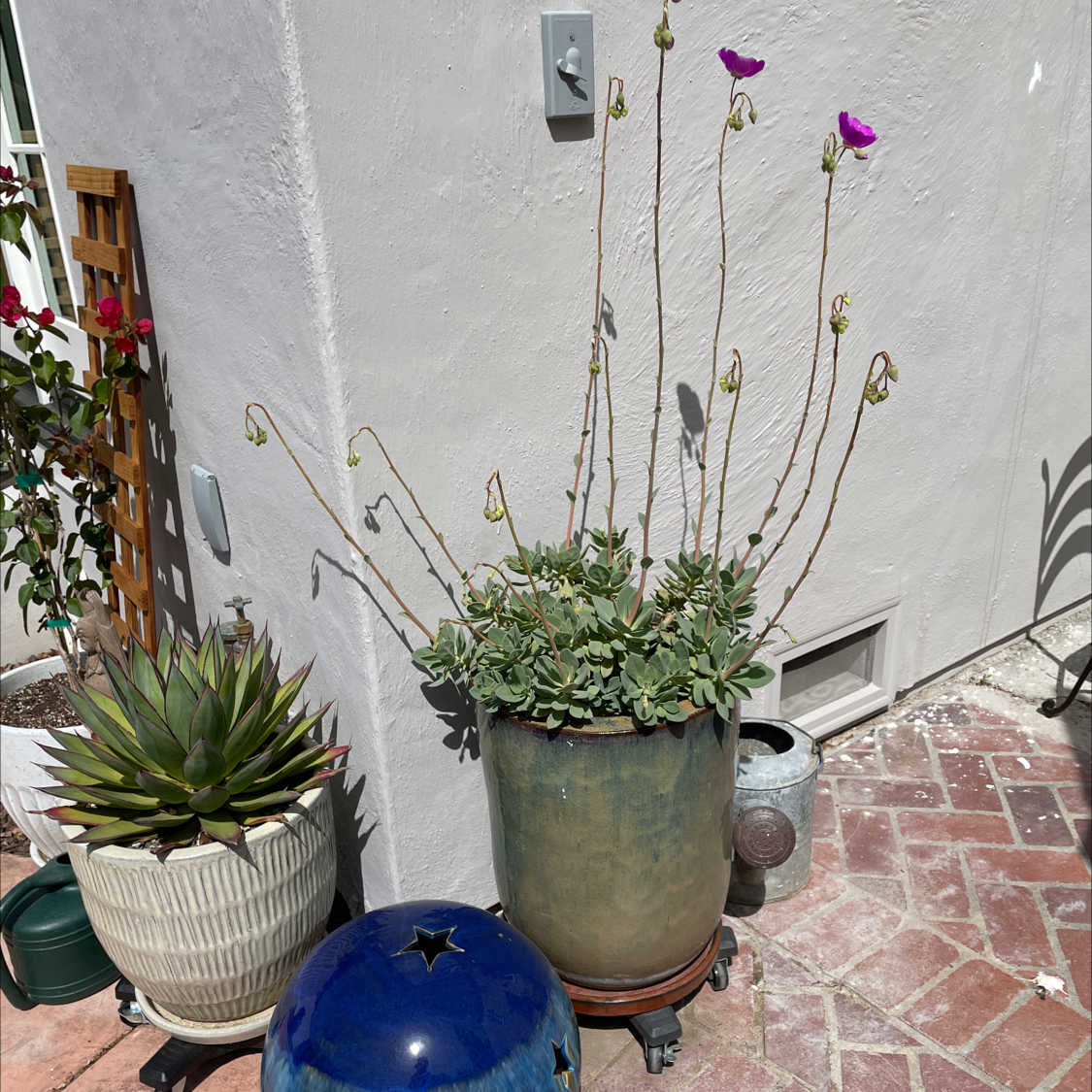 Photo of the plant species Rock Purslane by @AccreditedYuzu named Rock purslane on Greg, the plant care app