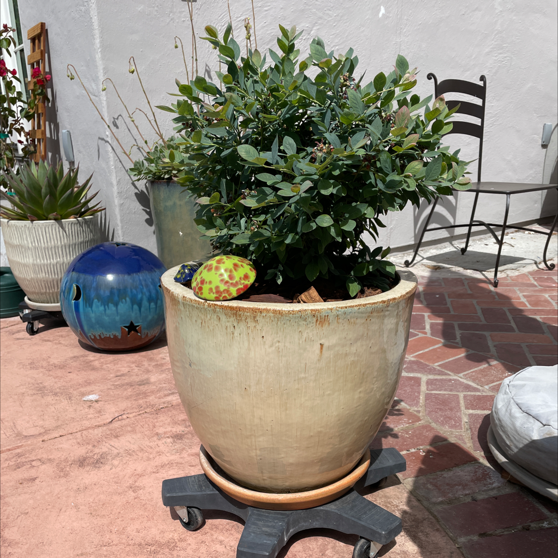 Potted blueberry plant outdoors on a wheeled stand, appears healthy.