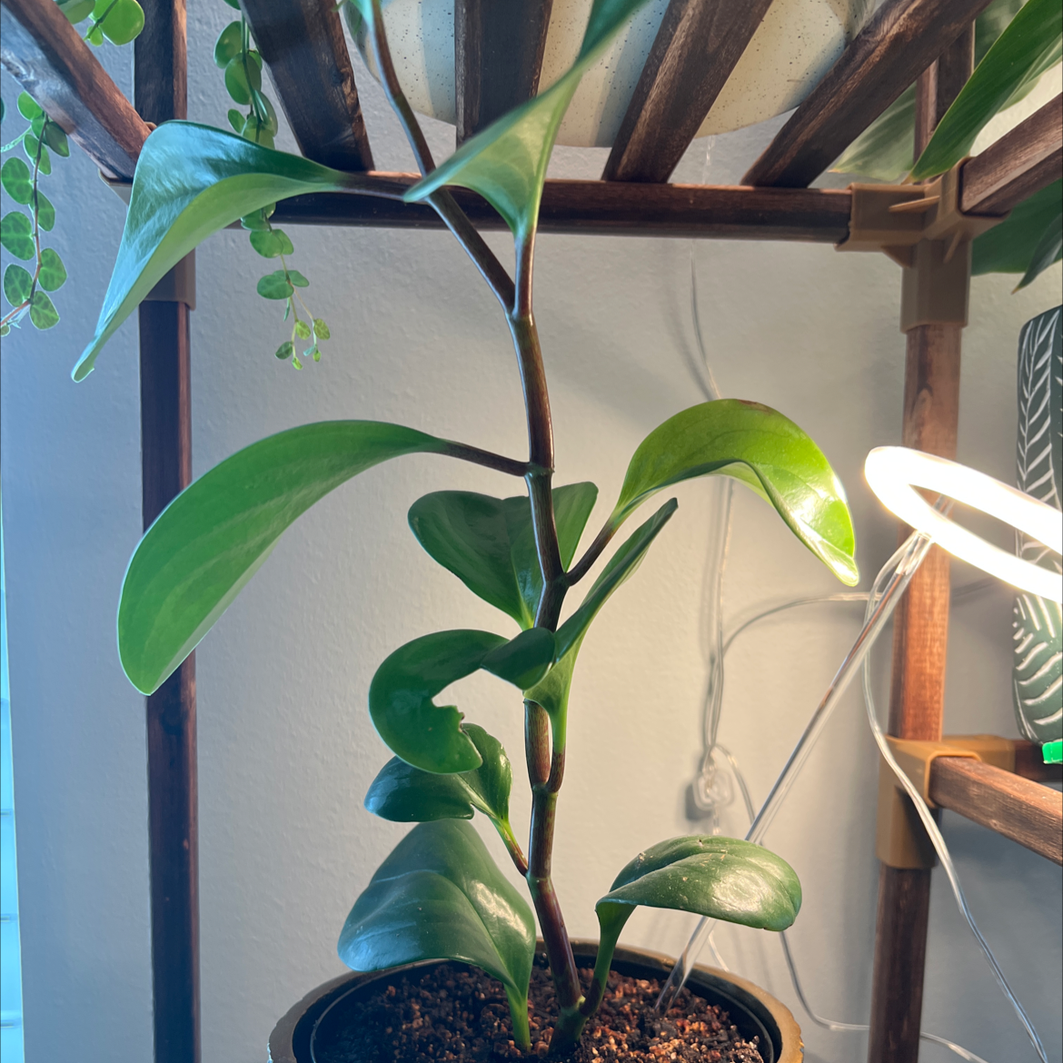 Lemon Lime Peperomia plant in a pot with vibrant green leaves and visible soil.