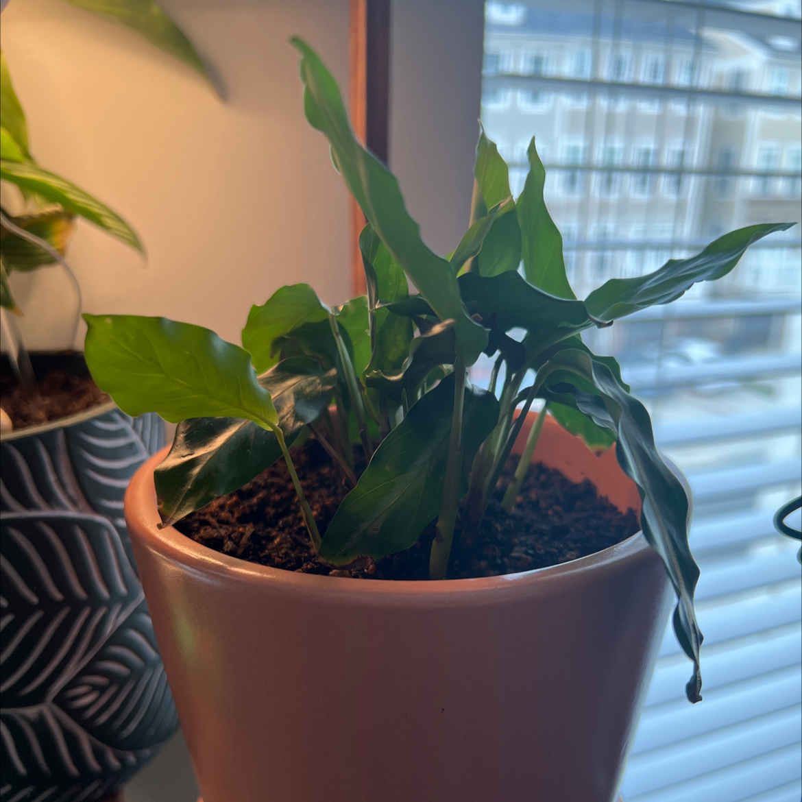 Photo of the plant species Micans Calathea by @ComicLionsear named Calathea Micans on Greg, the plant care app