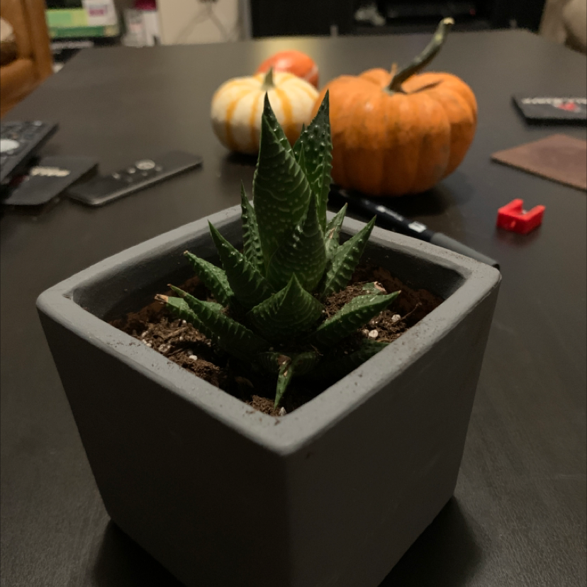 Healthy Haworthia fasciata succulent plant in a gray pot, with decorative fall pumpkins in the background.