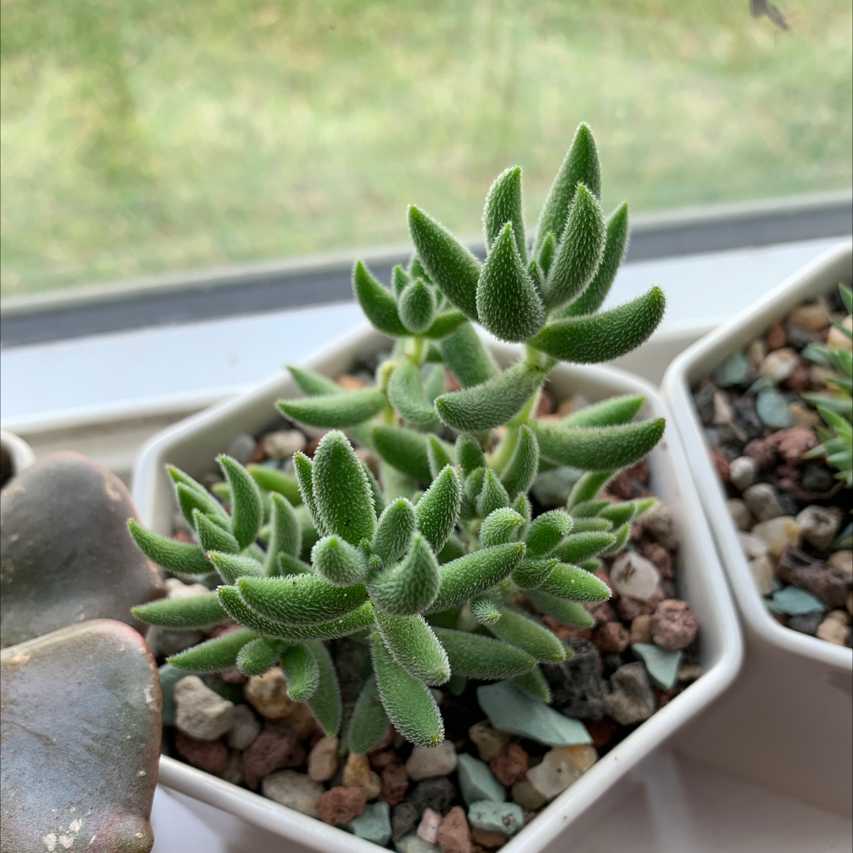 Photo of the plant species Succulent Swedish Ivy by @ComicBluegrama named Succulent on Greg, the plant care app
