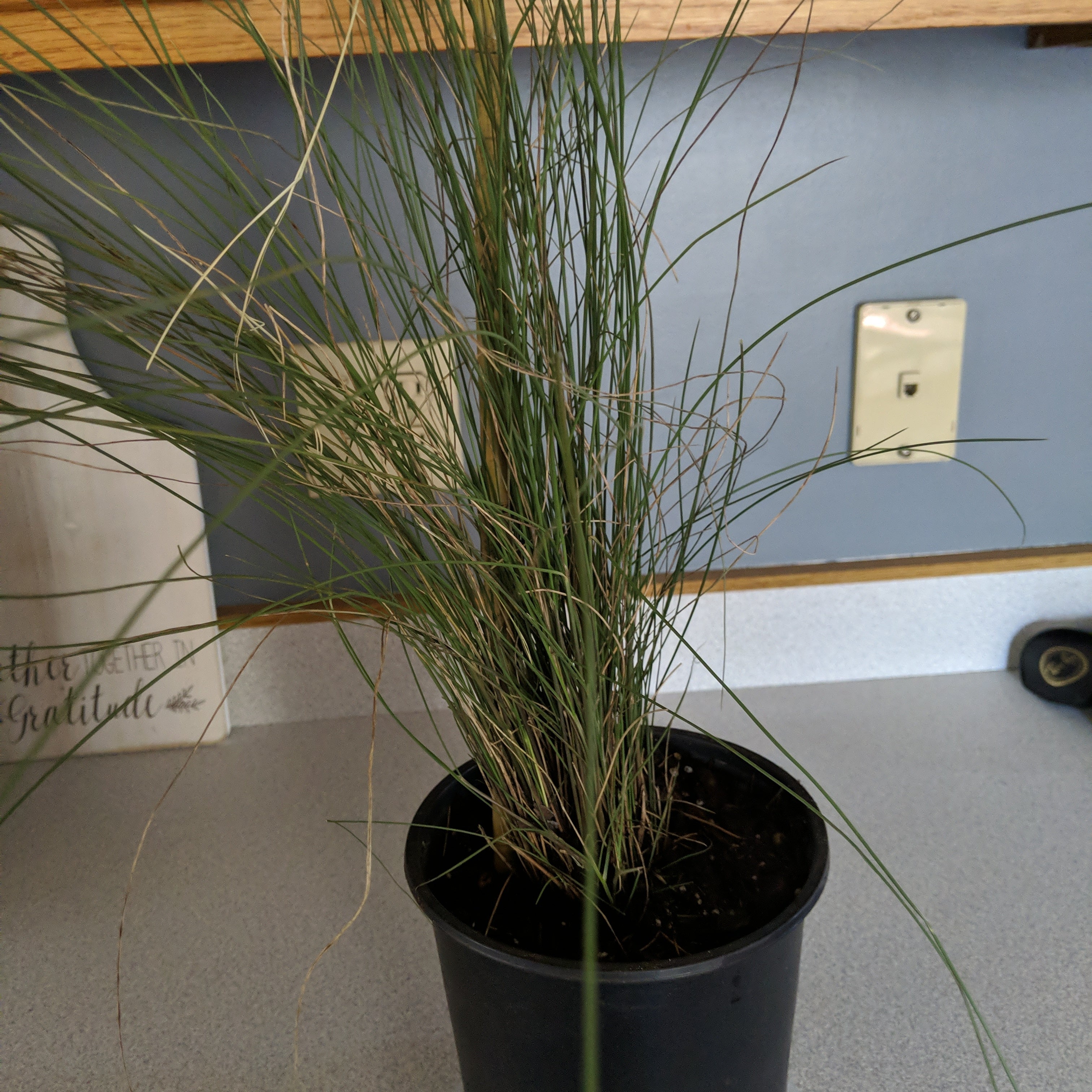 Why Are My Pampas Grass Leaves Curling?