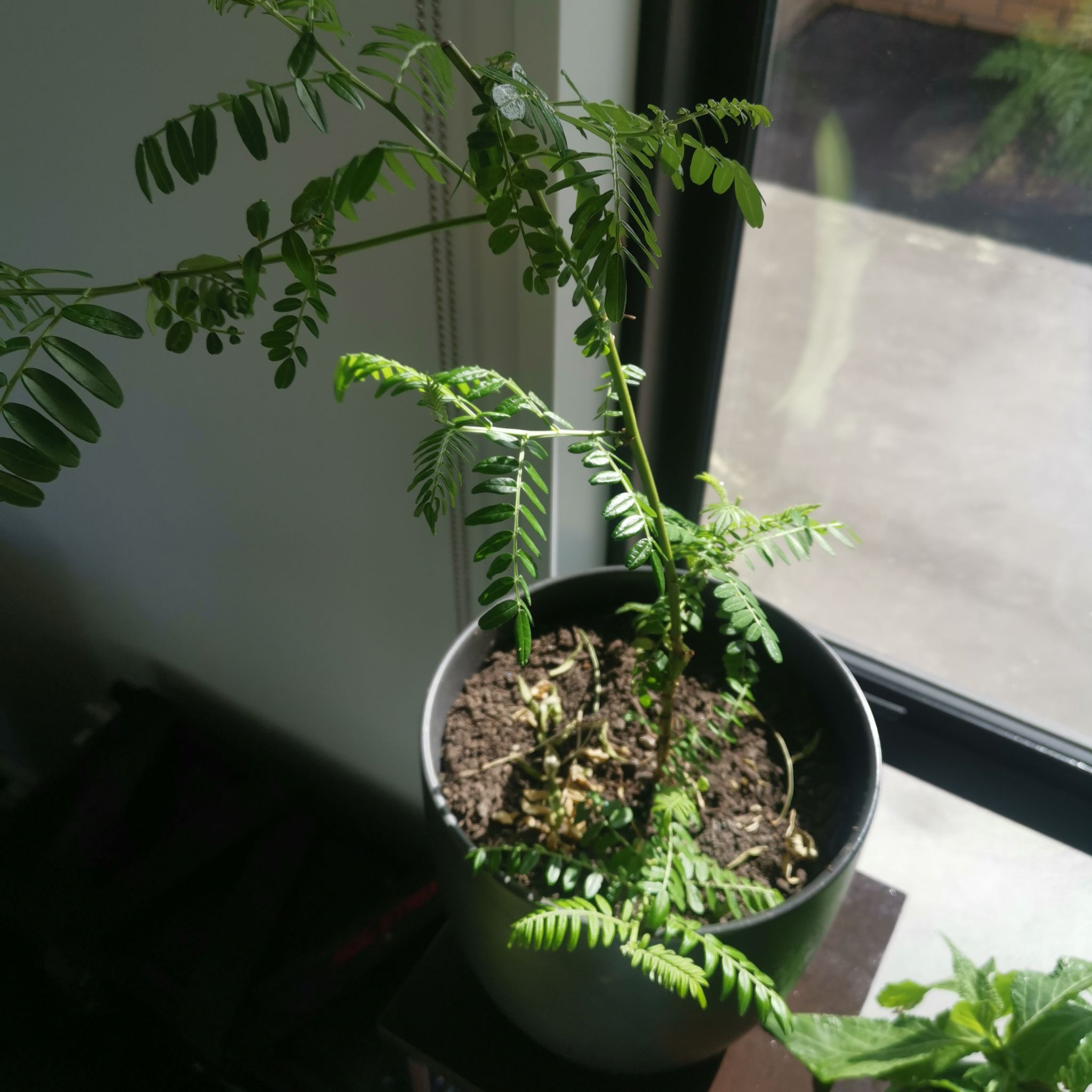 Photo of the plant species Kakabeak by @TopAlocasia named ChloroPhil on Greg, the plant care app