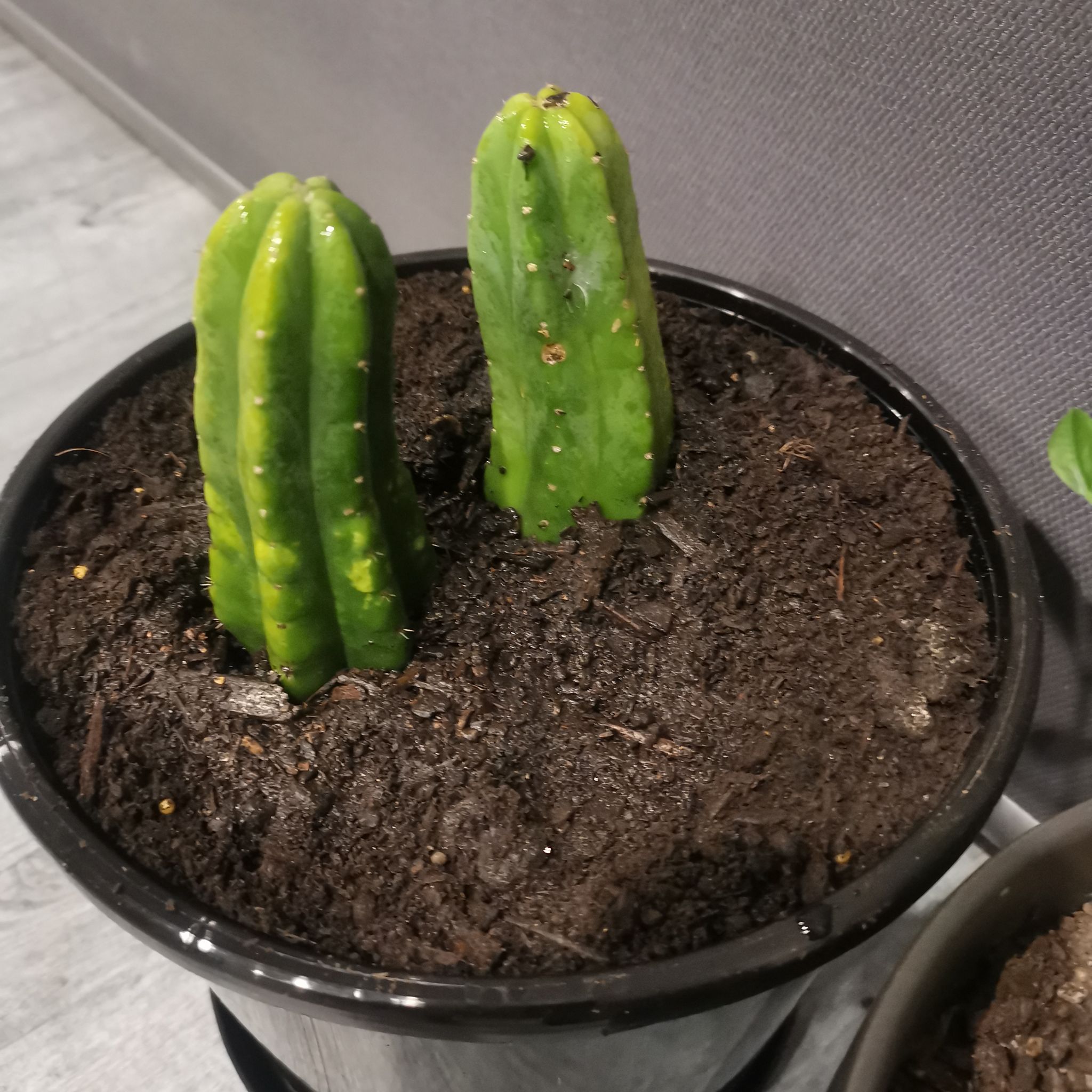 San Pedro Cactus in a pot with visible soil and some yellowing on the surface.
