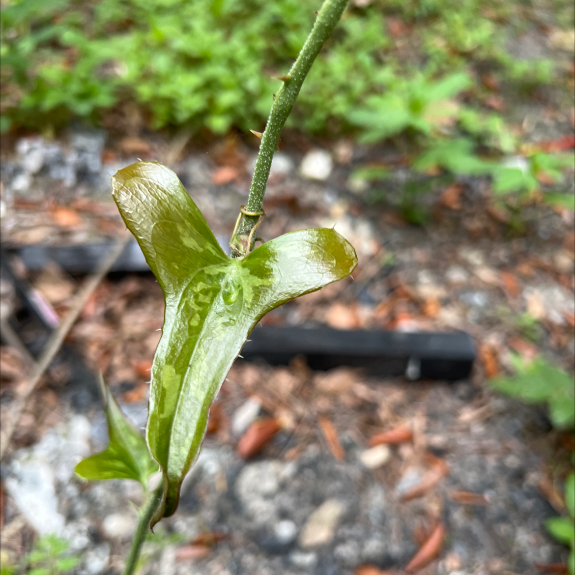 Plant care for Earleaf Greenbrier on Greg, the plant care app