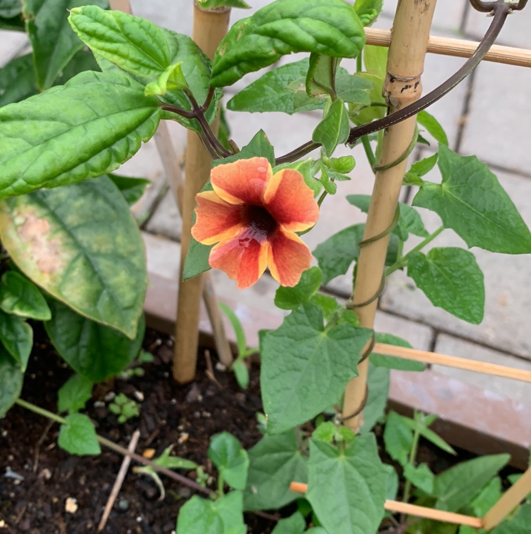 Blackeyed Susan Vine with an orange flower and some yellowing and browning leaves.