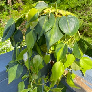 Heartleaf Philodendron plant in Acworth, Georgia