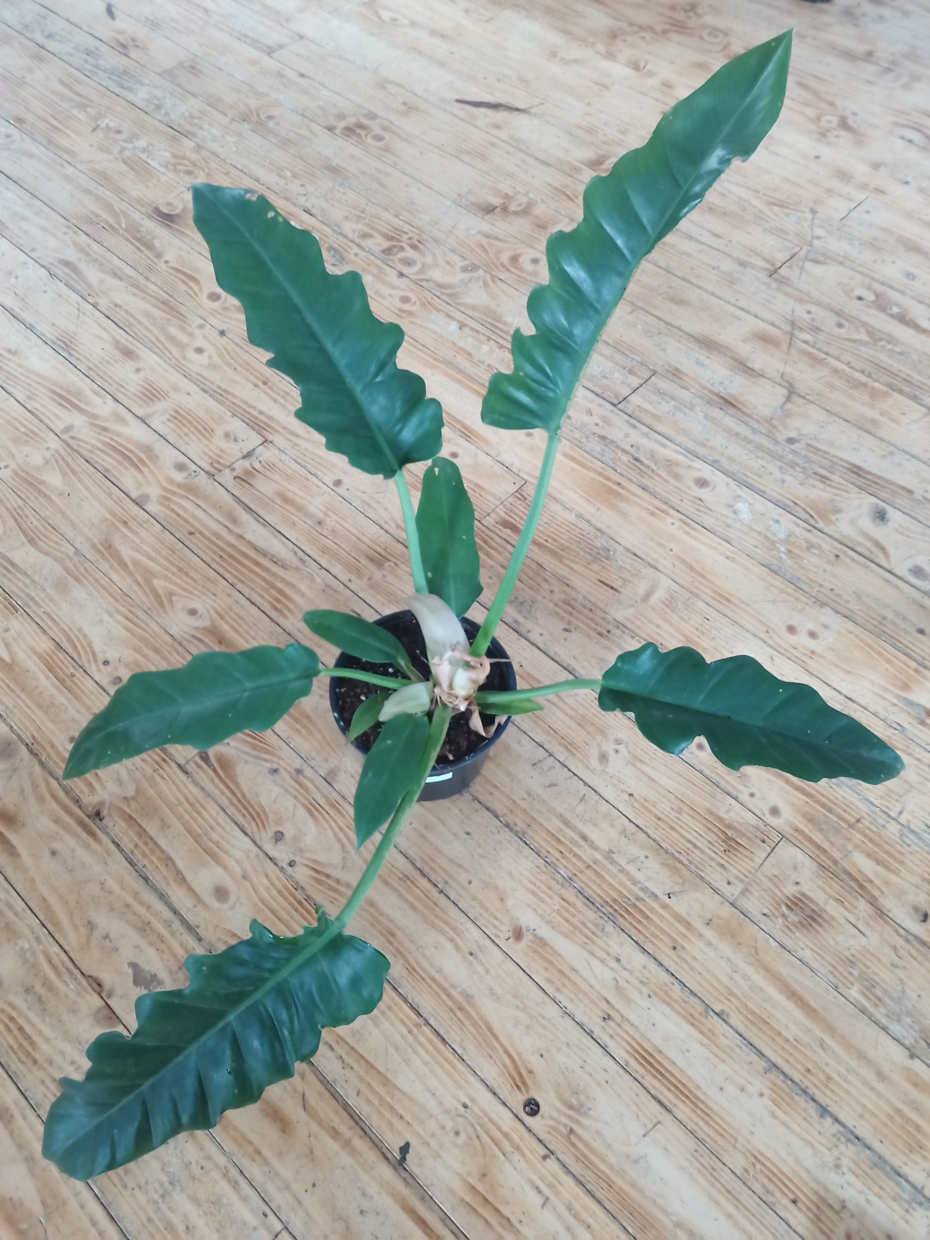 Tiger Tooth Philodendron plant with serrated leaves on a wooden floor.