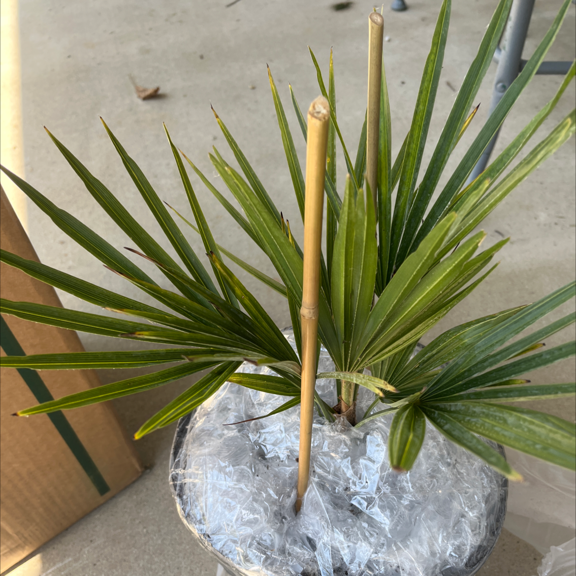 European Fan Palm in a pot with green leaves, covered soil, and no visible health issues.