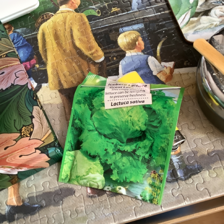 Packaged garden lettuce for sale in a store, with vibrant green leaves and no signs of disease or damage.