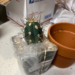 Toothpick Cactus plant