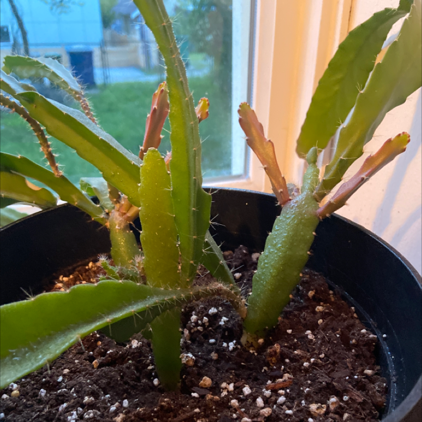 Photo of the plant species Epiphyllum pumilum by @KookyJavamoss named The Corleone and The Baudelaire Families on Greg, the plant care app