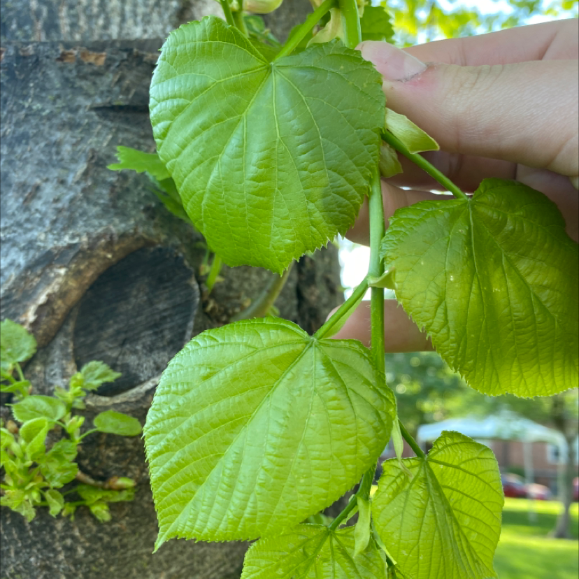 Photo of the plant species Broad-Leaved Linden by @VocalTigersjaw named Your plant on Greg, the plant care app