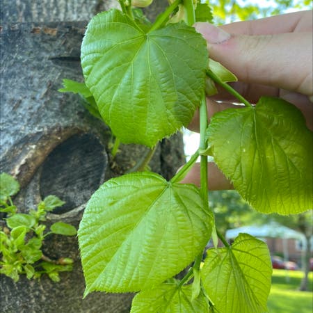 Photo of the plant species Broad-Leaved Linden by Vocaltigersjaw named Your plant on Greg, the plant care app