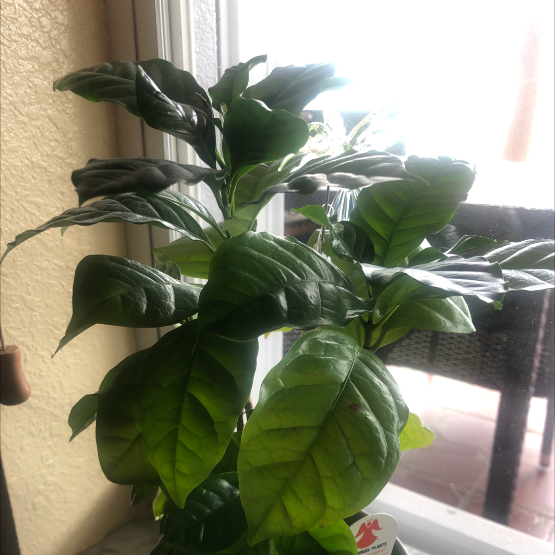 Arabian Coffee Plant plant photo by @CrazyPlantLady98 named Sage on Greg, the plant care app.