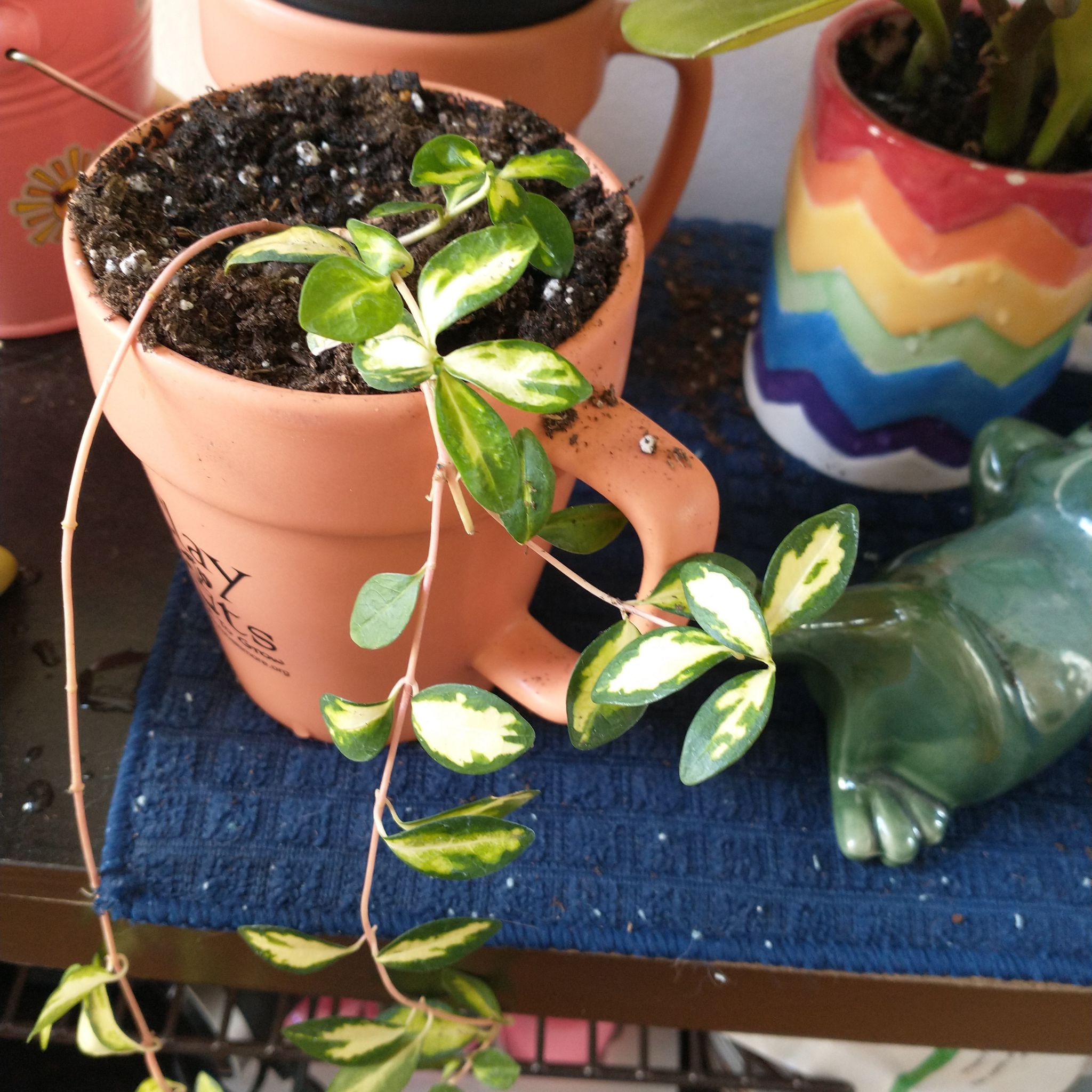 Potted Lesser Periwinkle with variegated leaves, healthy appearance, visible soil.