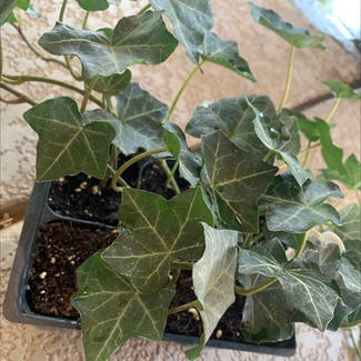 English Ivy plant in Gilbert, Arizona