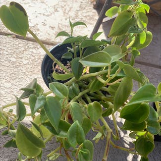Vining Peperomia plant in Gilbert, Arizona