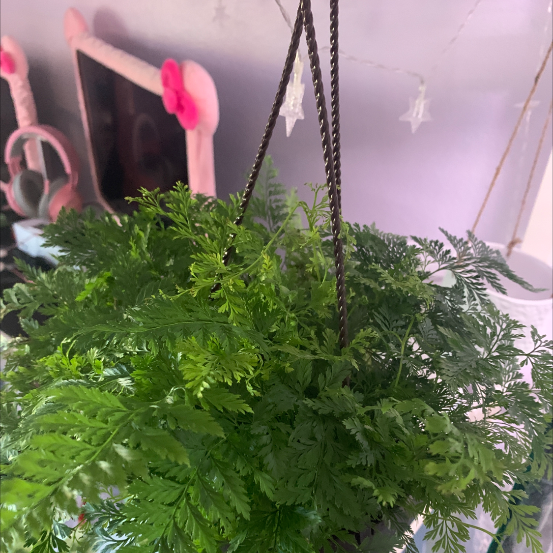 Healthy Black Rabbit's Foot Fern in a hanging pot with decorative background.