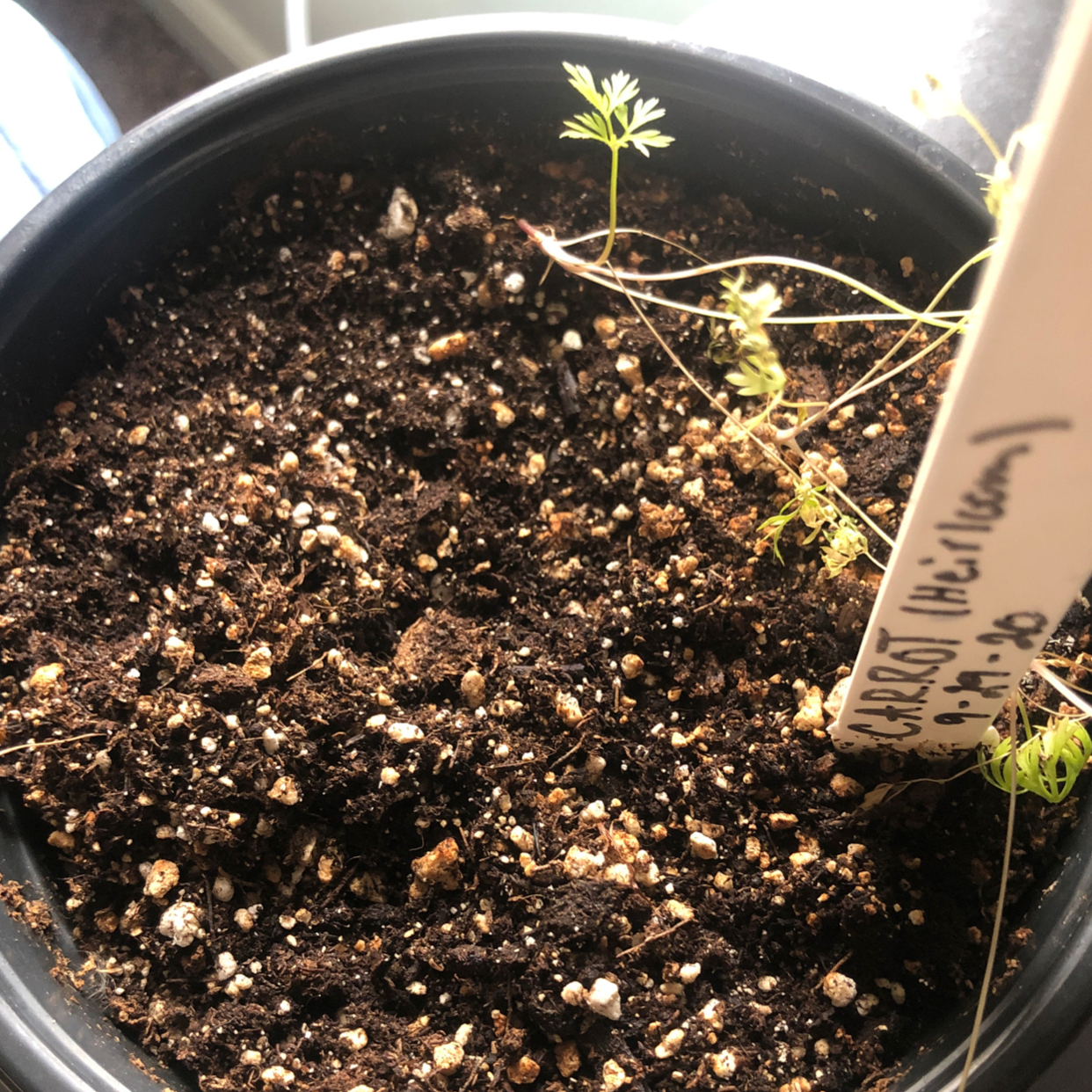 Potted Wild Carrot plant with visible soil and sparse foliage.
